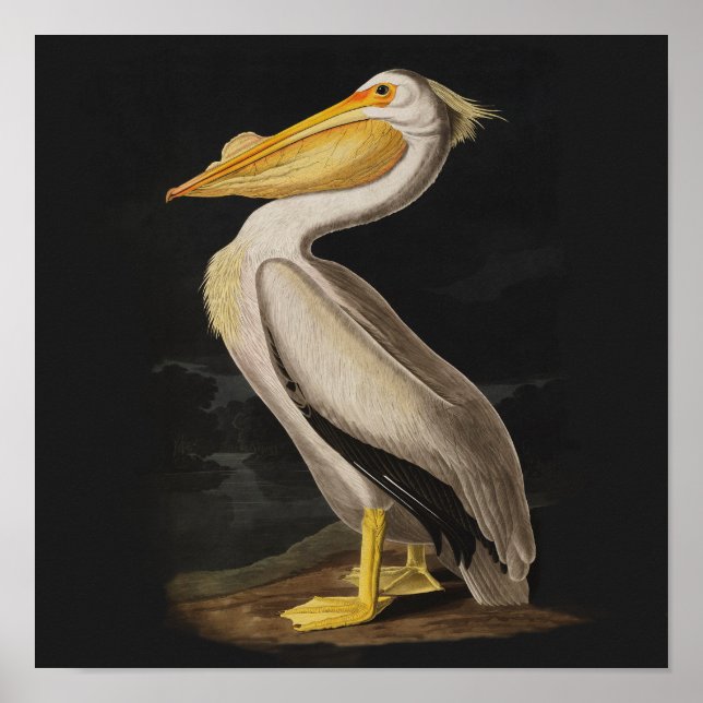 Impresión de cosecha de pájaros pelícanos blancos  (Frente)