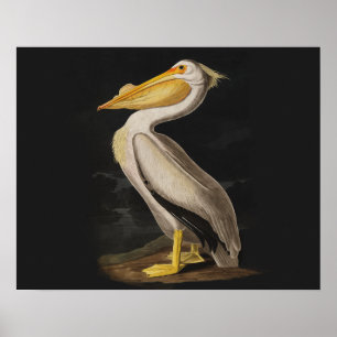 Impresión de cosecha de pájaros pelícanos blancos 