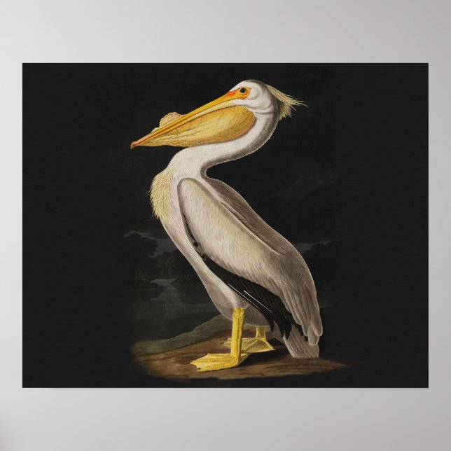 Impresión de cosecha de pájaros pelícanos blancos  (Frente)