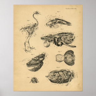 Impresión de cosecha de pollo Hen Skeleton Anatomy
