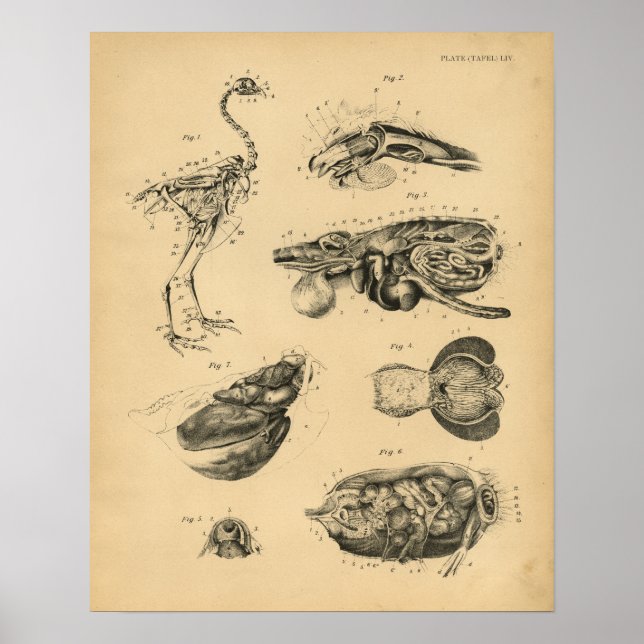 Impresión de cosecha de pollo Hen Skeleton Anatomy (Frente)