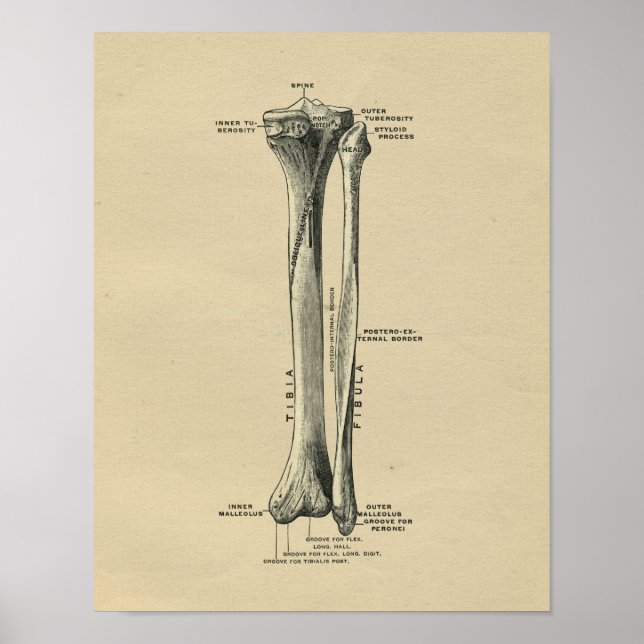 Impresión de cosecha de tibia humana de 1902 (Frente)
