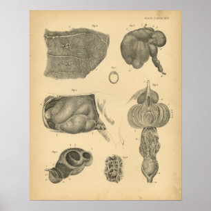 Impresión de cosecha de vaca Ox Lung Stomach 1908