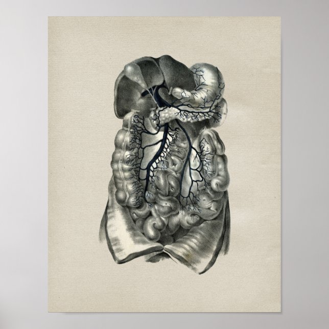 Impresión de cosecha de venas humanas por anatomía (Frente)