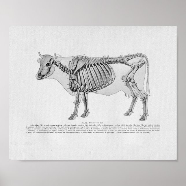 Impresión de cosecha de vintage de anatomía esquel (Frente)