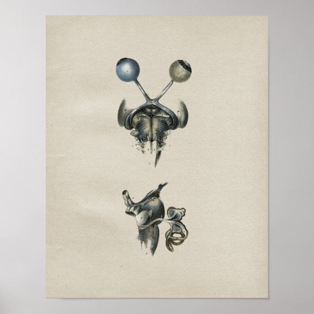 Impresión de cosecha de vintage de anatomía ocular (Frente)