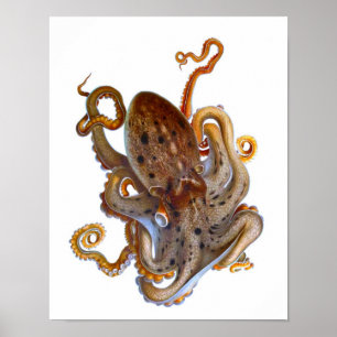 Impresión de creatura de mar de Octopus