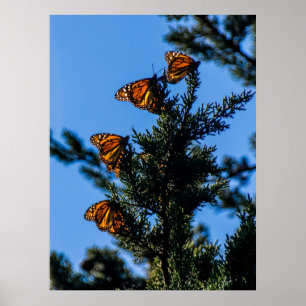 Impresión de cuatro mariposas de monarca