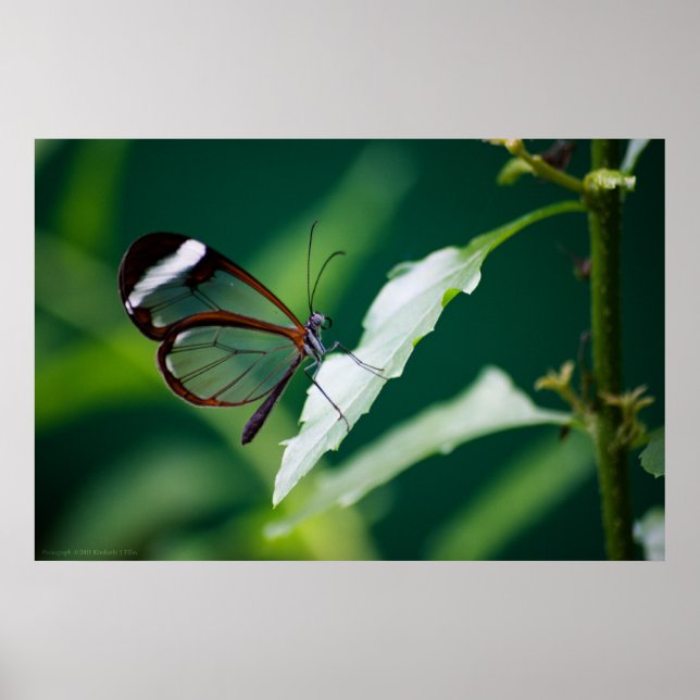 Impresión de Dana (Frente)