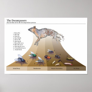 Impresión de Decomposers
