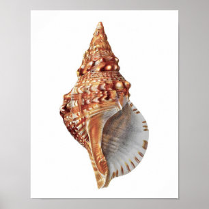 Impresión de decoraciones caseras de Conch Sea She
