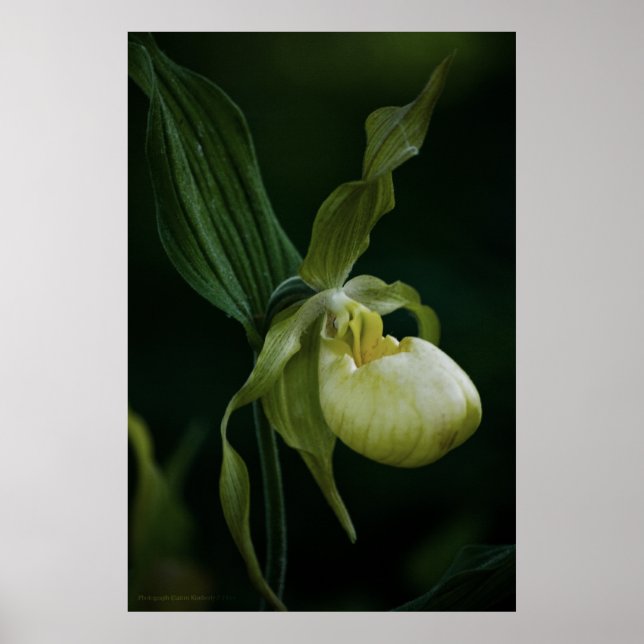 Impresión de deslizador amarillo (Frente)