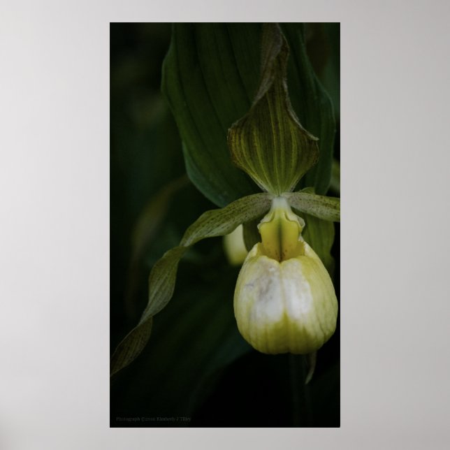 Impresión de deslizador amarillo 2 (Frente)