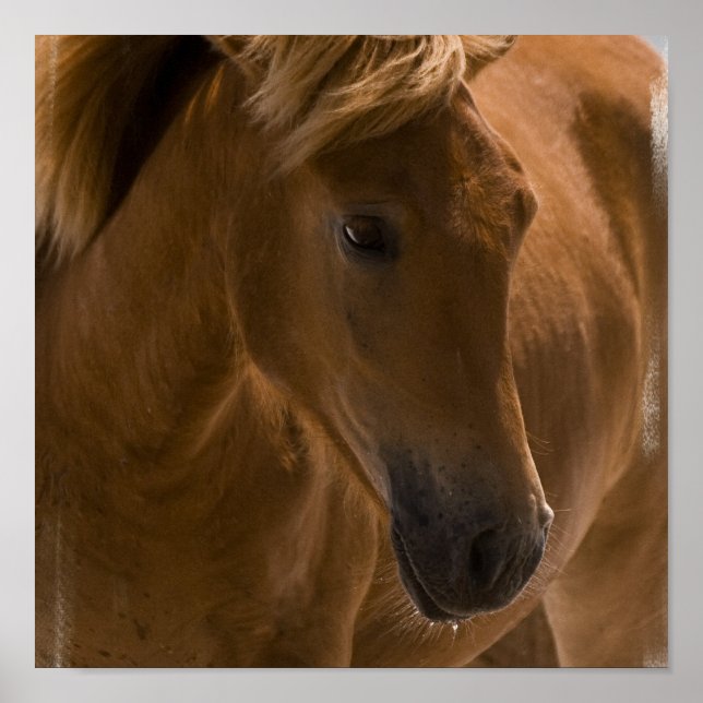 Impresión de diseño de caballos de castaño (Frente)