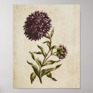 Impresión de doble Aster de Floral Botánica Vintag