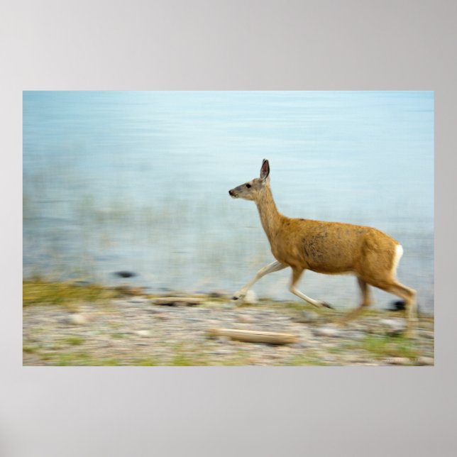 Impresión de Doe en ejecución (Frente)