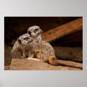 Impresión de dos lienzo de Meerkat