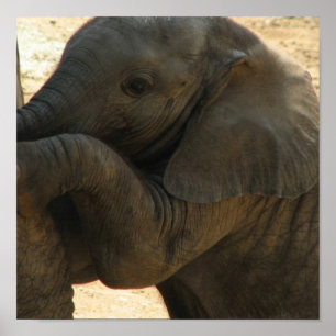 Impresión de elefantes para bebés