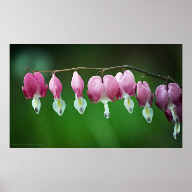 Impresión de encantos rosa (Frente)