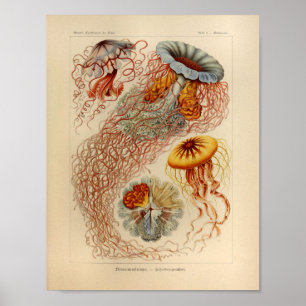 Impresión de Ernst Haeckel del color de las