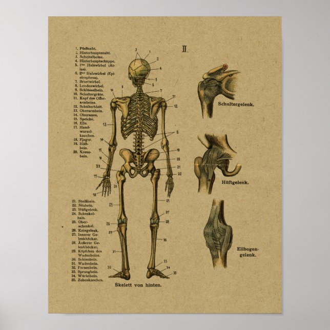 Impresión de esqueleto de anatomía alemana vintage (Frente)
