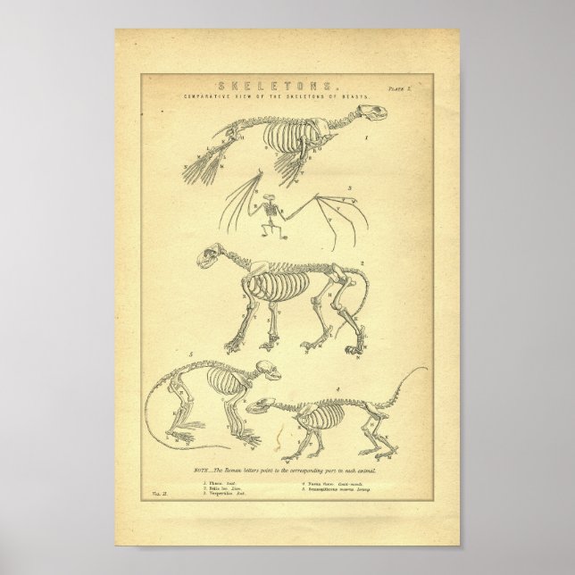 Impresión de esqueletos de animales de época (Frente)