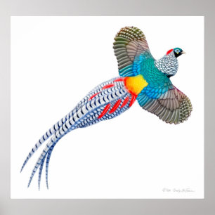 Impresión de faisán Lady Amherst Pheasant
