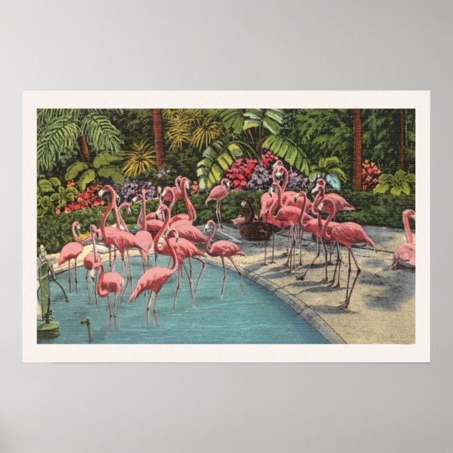 Impresión de flamboyancia rosa tropical de flamenc (Frente)