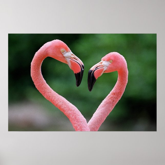 Impresión de flamencos (Frente)