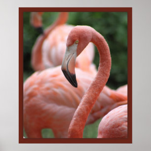 Impresión de Flamingo Pose 20x24 -otros tamaños ta