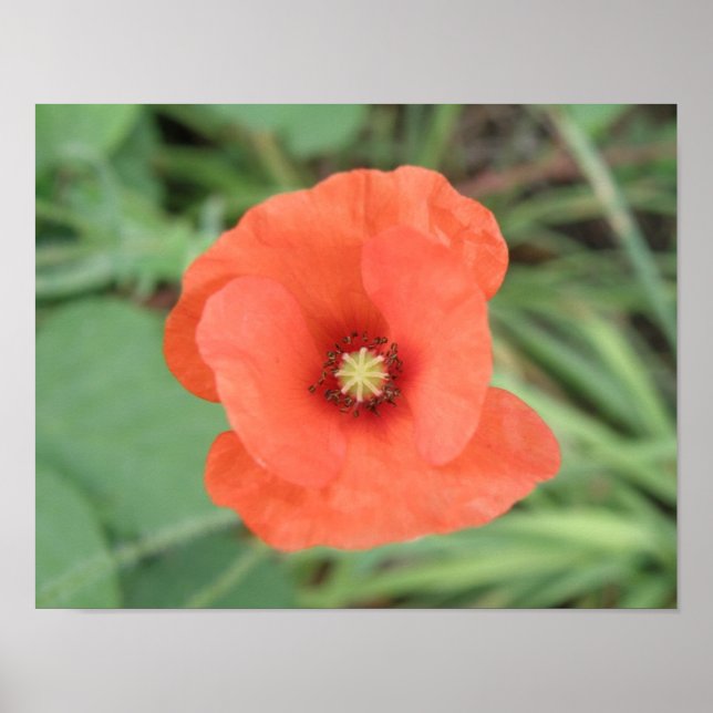 Impresión de Flor de Amapola Silvestre (Frente)