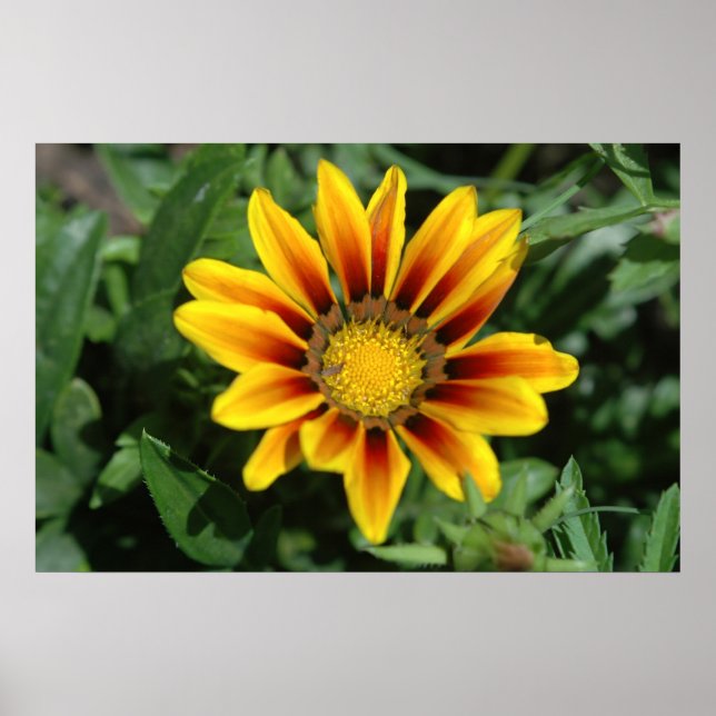 Impresión de flor de blanco (Frente)