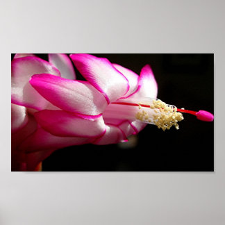 Impresión de flor de cactus rosados