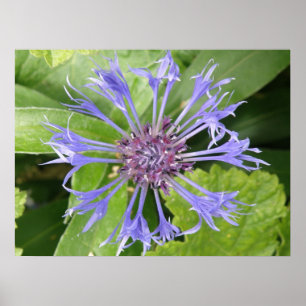 Impresión de flor de maíz azul