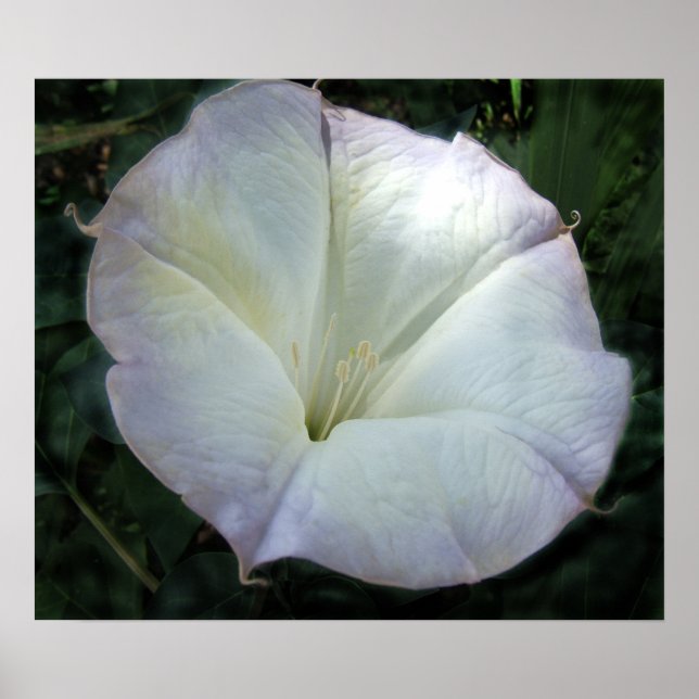Impresión de flor lunar (Frente)