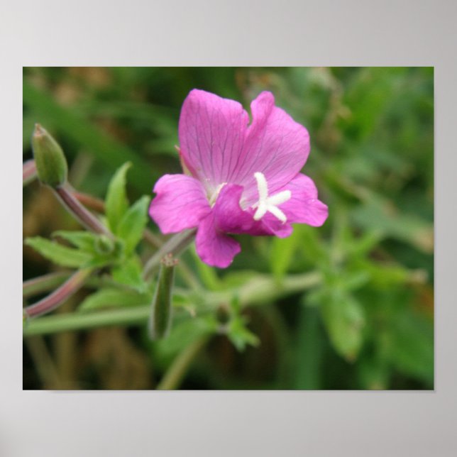 Impresión de flor silvestre Campion Roja (Frente)