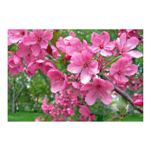 Impresión de florecimiento rosa