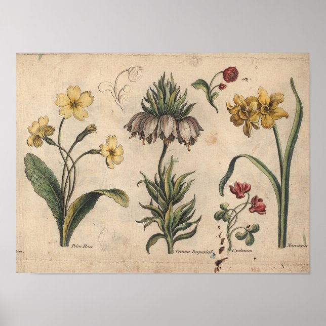 Impresión de flores botánicas de 1757 PrimeRose (Frente)