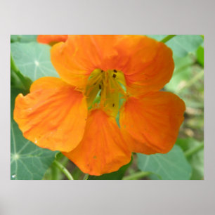 Impresión de flores de bonito de Nasturtium