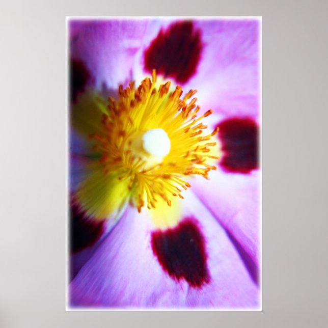 Impresión de flores de Cistus (Frente)