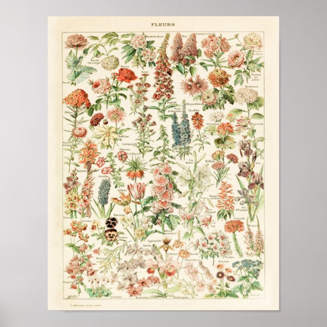 Impresión de flores de época 1909 - Adolphe Millot (Frente)