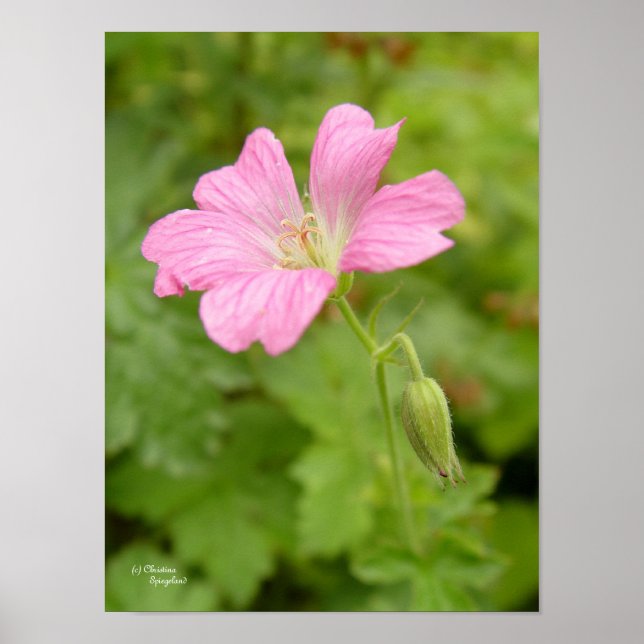 Impresión de flores de geranio rosado salvaje (Frente)