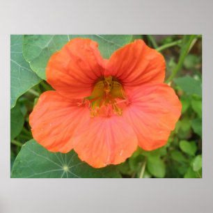 Impresión de flores de naranja Nasturtium
