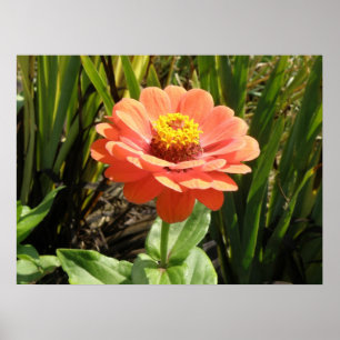 Impresión de flores de naranja Zinnia