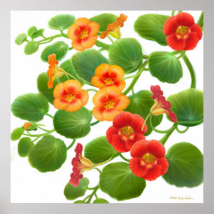 Impresión de flores de nasturcio de jardín