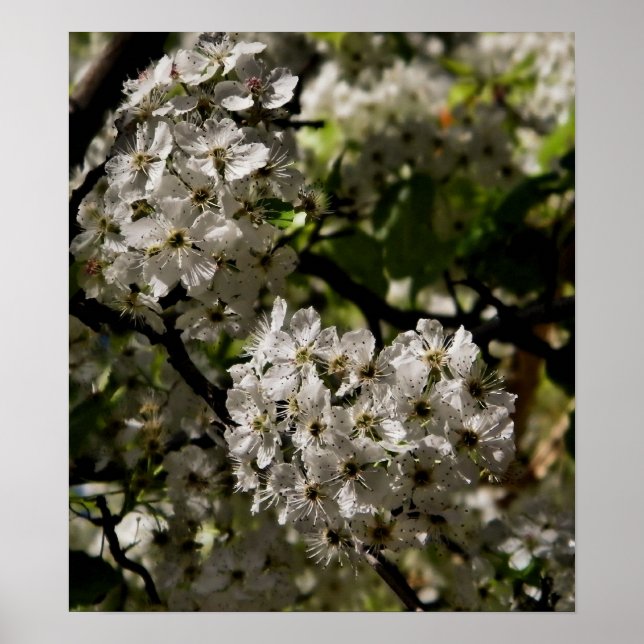 impresión de flores de pera (Frente)