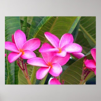 Impresión de flores de plumeria rosa