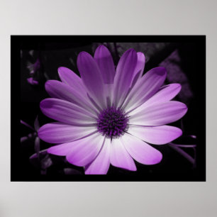 Impresión de flores moradas de margarita