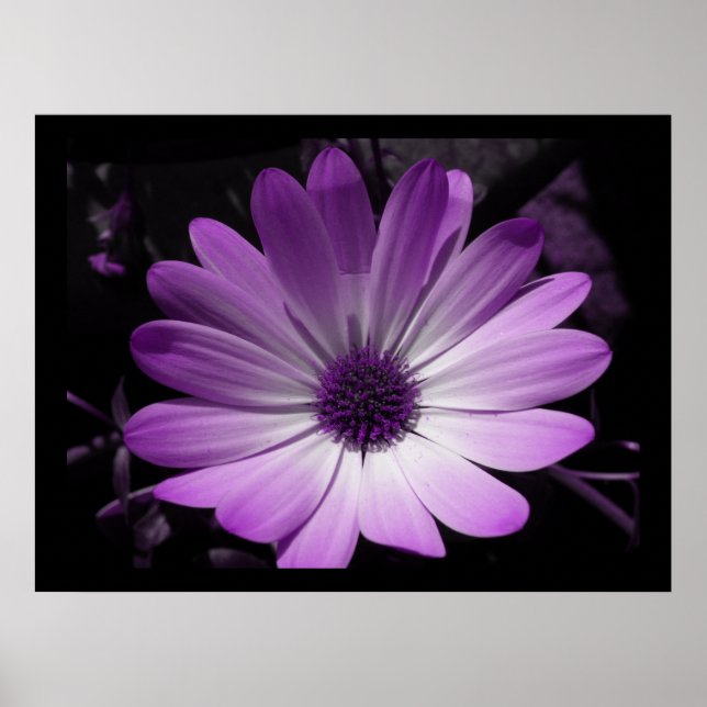 Impresión de flores moradas de margarita (Frente)