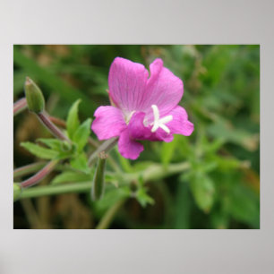 Impresión de flores silvestres de campión roja